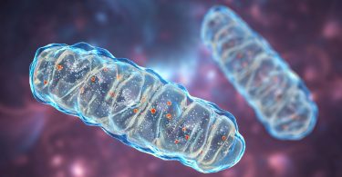 Odżyw swoje mitochondria