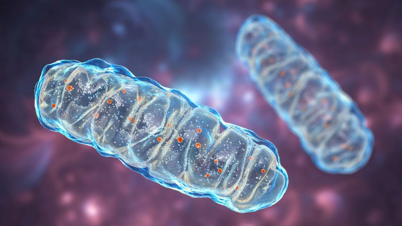 Odżyw swoje mitochondria