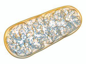 Niedobór energii w mitochondriach jest przyczyną przewlekłego zmęczenia